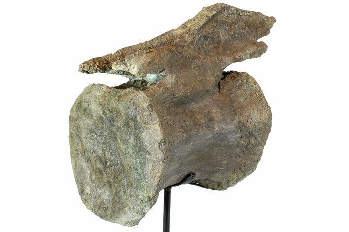 Dinosaur (Camarasaurus) Caudal Vertebra - Metal Stand #77946